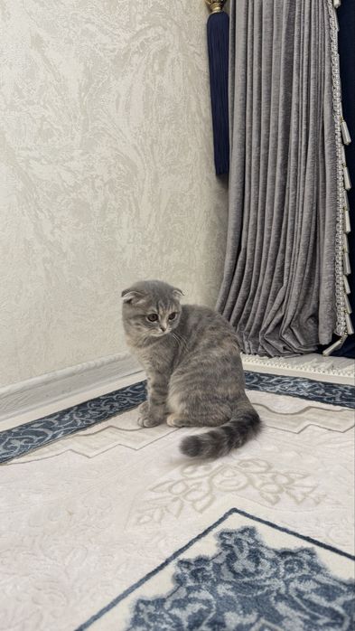 Кошка Скотиш Фолд