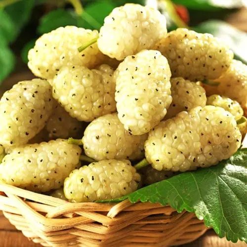 Pomi Fructiferi (Dud Negru Și Dud Alb )