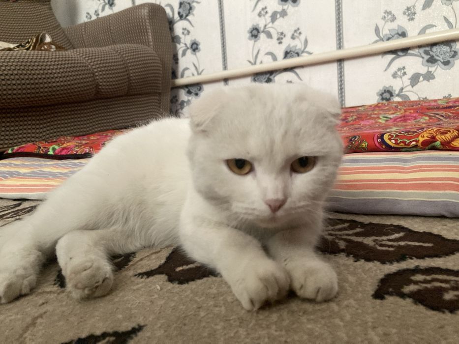 Продаются котята!!!