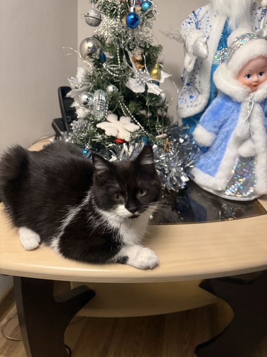 Отдам в хорошие руки