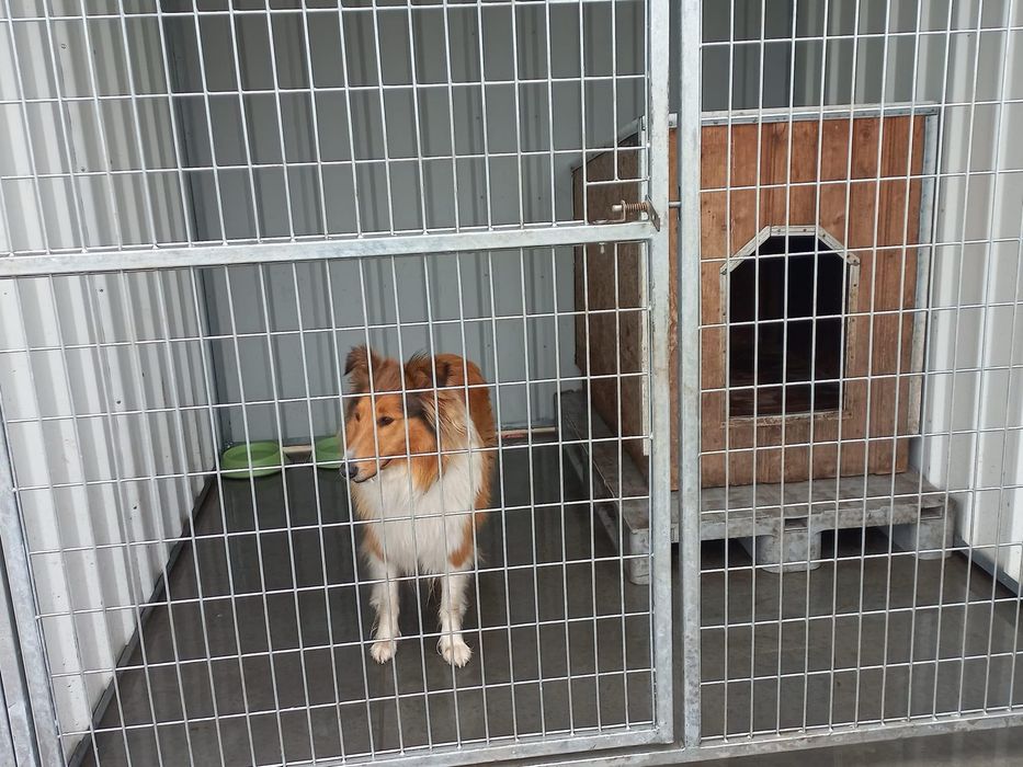 Pensiune canina Brasov