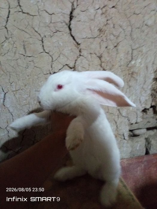 Assalomu aleykum Flandr 4ta 1ta velikan