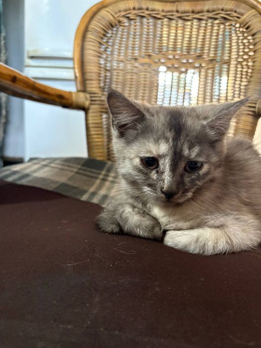 Кошечка 3 месяца