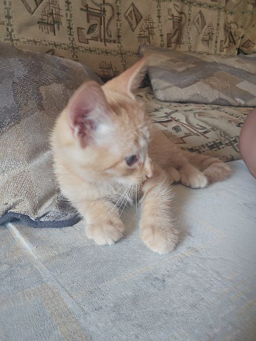 Отдам котёнка бесплатно
