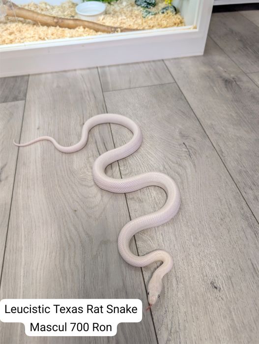 Leucistic Rat Snake