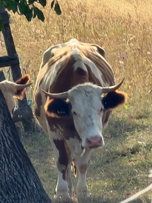 Vaca bălțată romănească