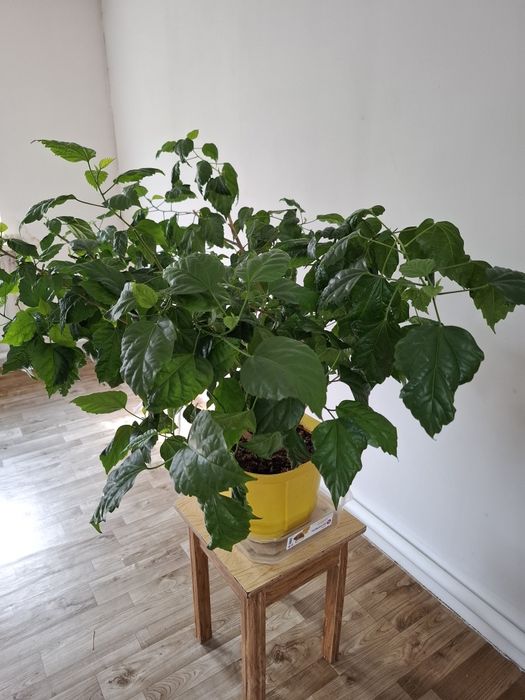 Продам Гибискус Китайская Роза!