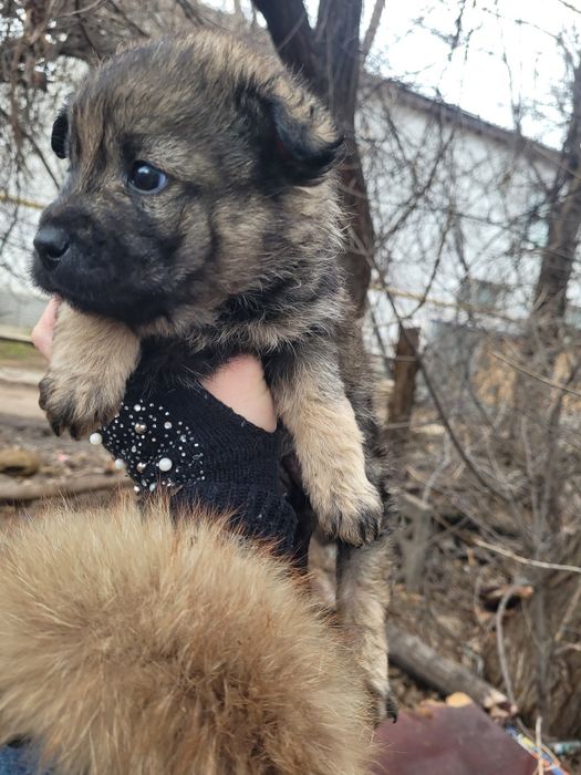 Милые девочки ищят дом