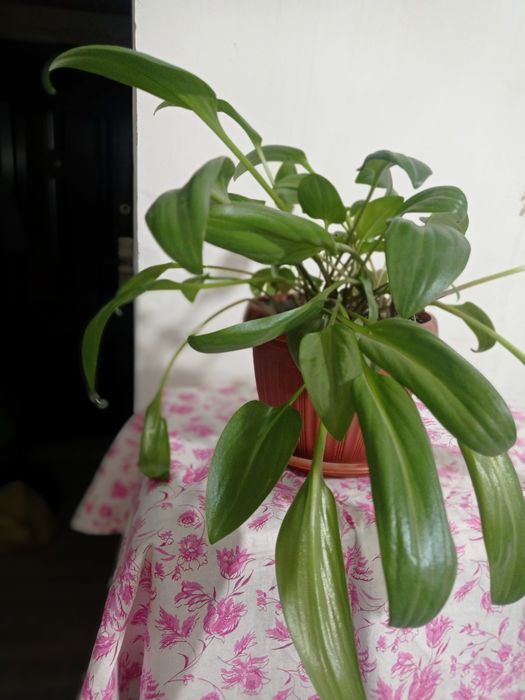 Комнатные растения.