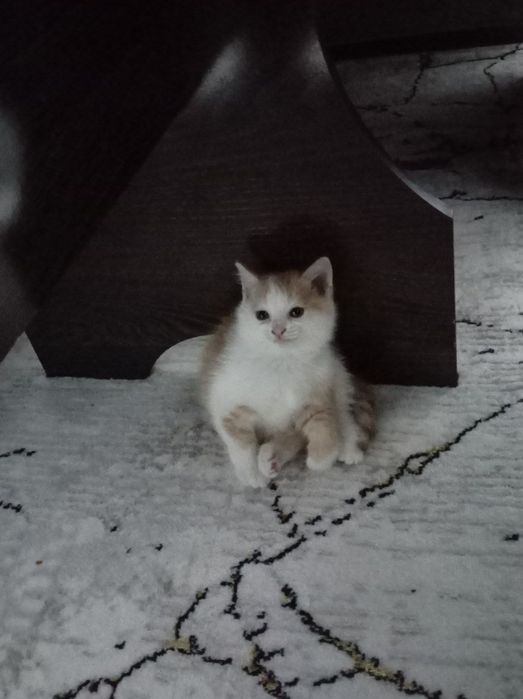 отдаем котят в хорошие руки