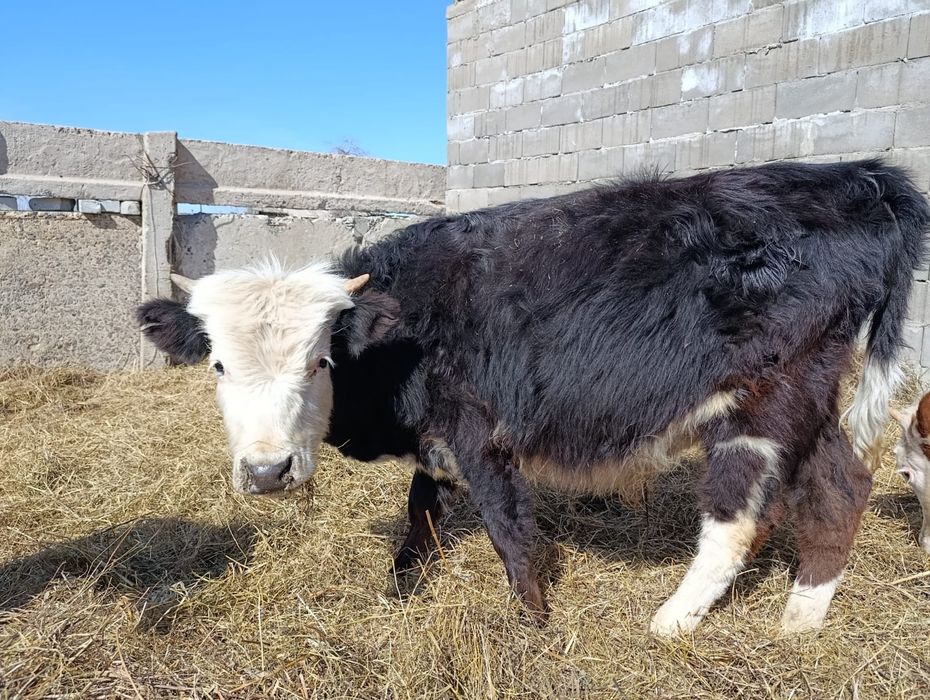 Продам Бычки Сатылады