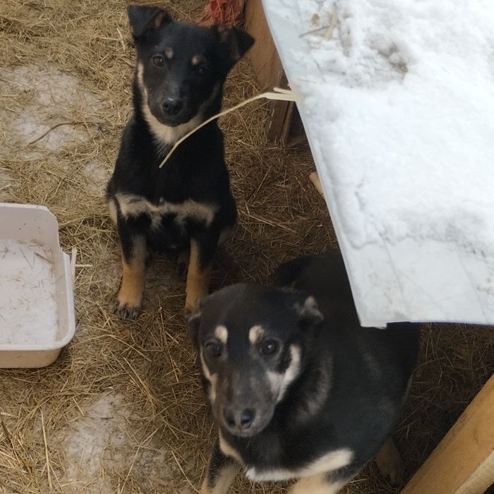 Отдам в добрые руки