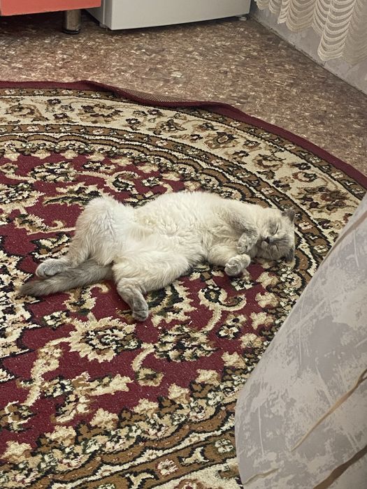 Отдам даром кошку