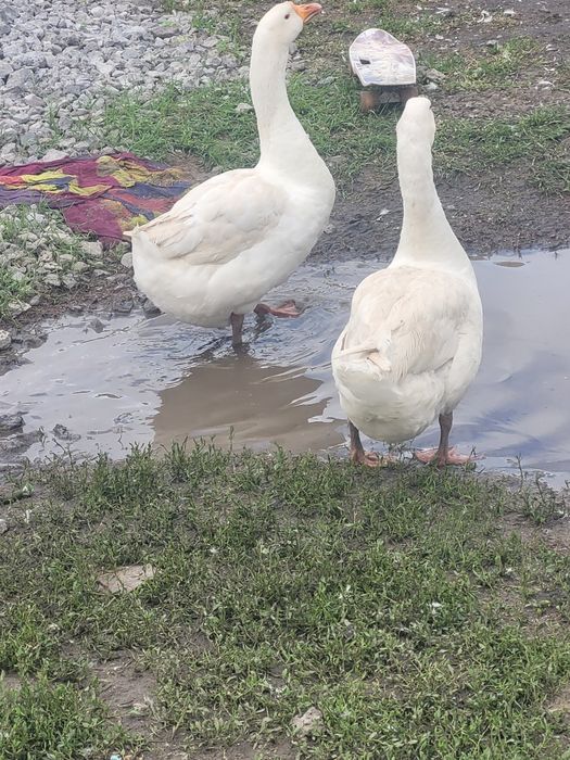 Продам гусей линда