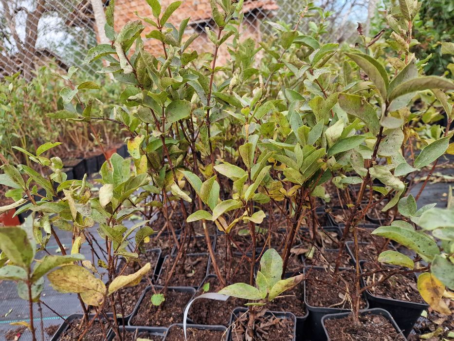 Лоницера Камчатика Войтек - Майска боровинка