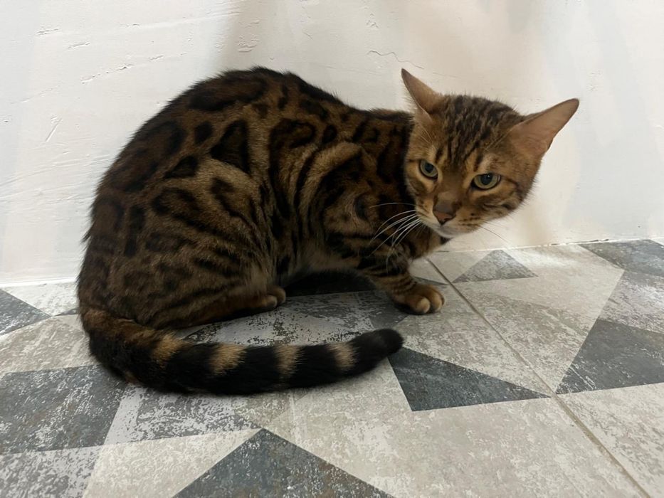 отдам в добрый руки бенгалького кота