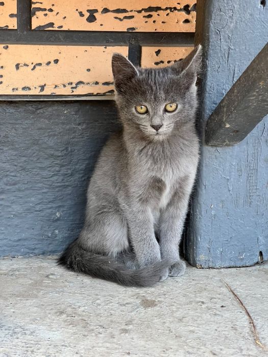 Отдам котят в добрые руки