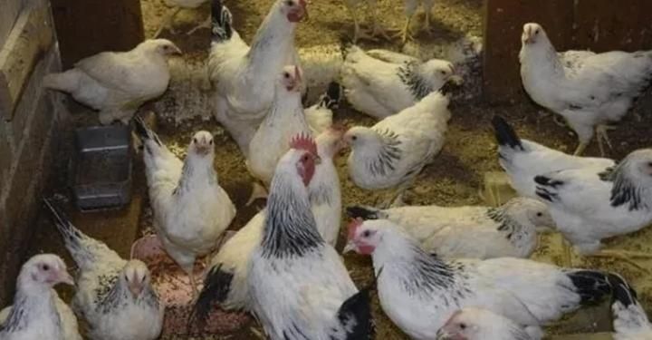 Адлер кораздары сатылады