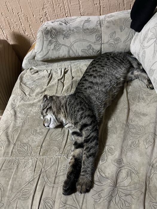 Отдам котенко бесплатно