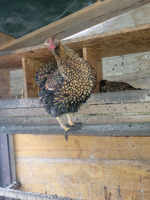 Ouă pentru incubat wyandotte GSG