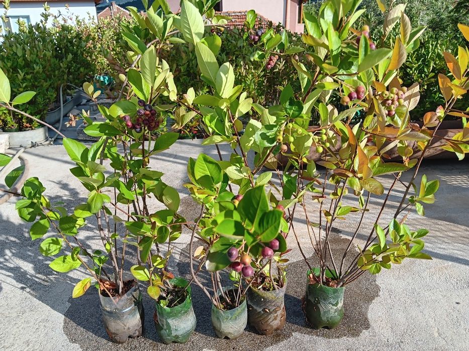 Фиданки арония, разсад