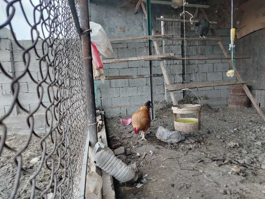 Продаётся петух  шустрый