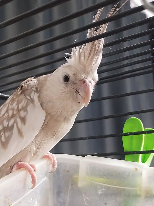 Корелла безщекая