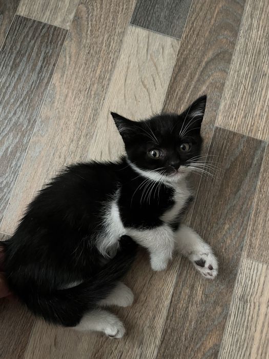 Отдам котят даром