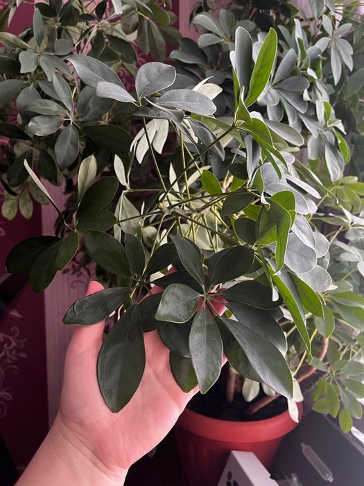 Цветок  Шеффлера 140см