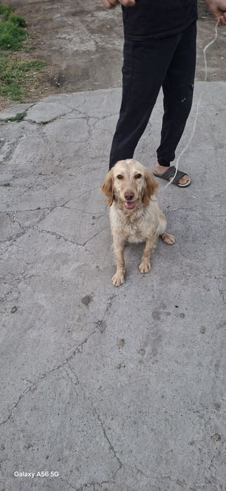 Spaniyel(ovchi it)