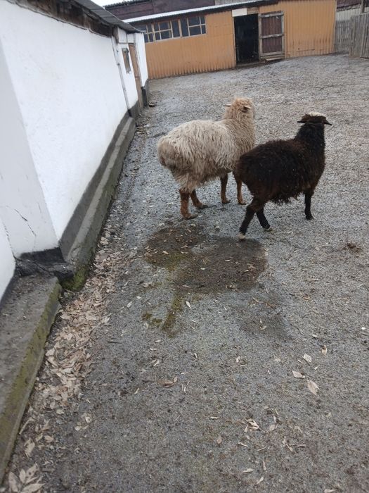 Продам 2 Кошкара