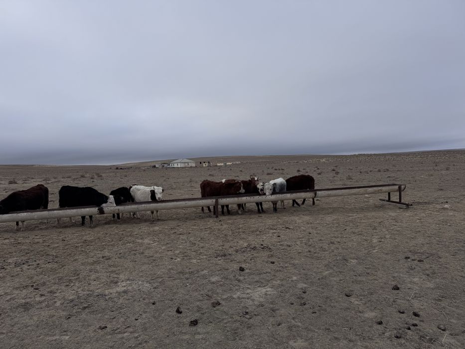 8 сиыр буаз сатылад