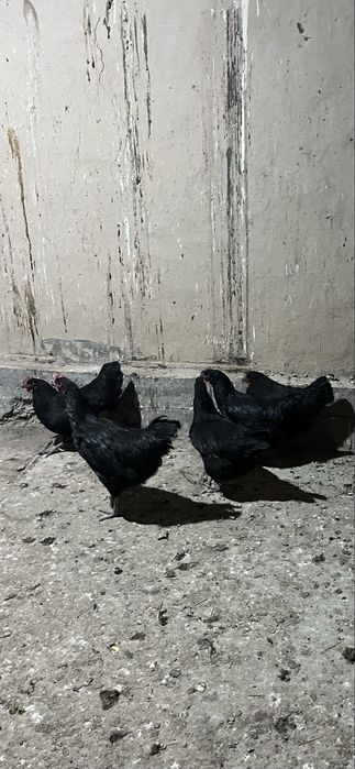 Джержинский гигант