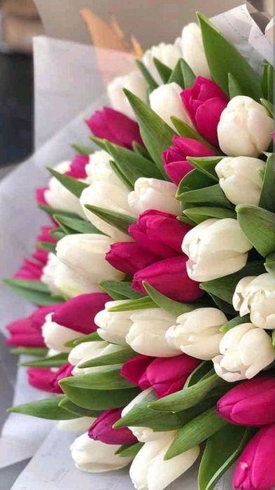 Тюльпаный по оптоврй цене