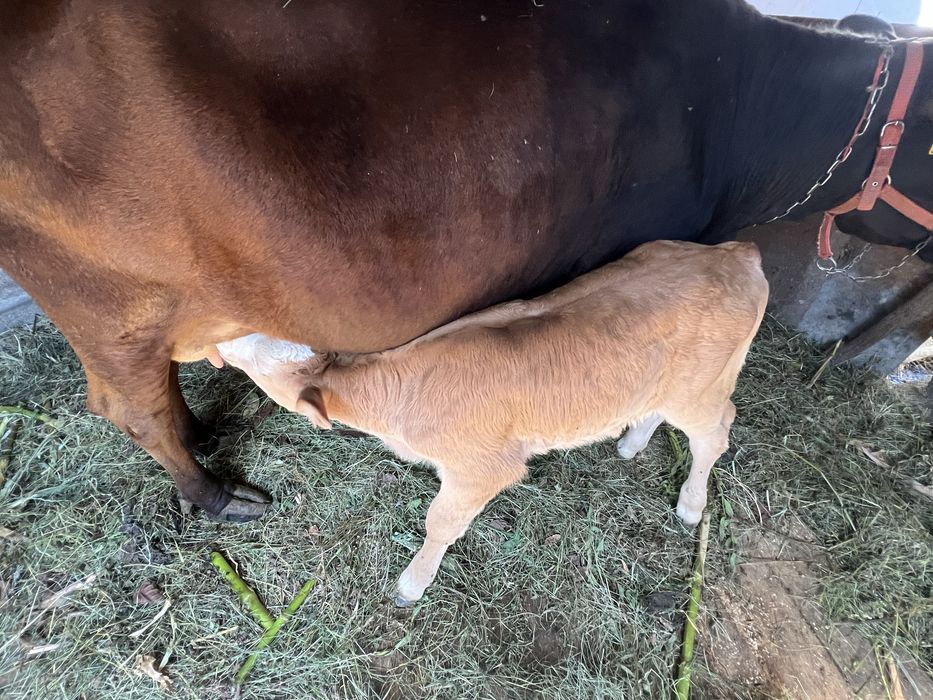 vaca cu vitel de vanzare