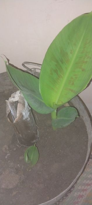 Banan papaya ananas  Sitrus ko'chatlar sotiladi