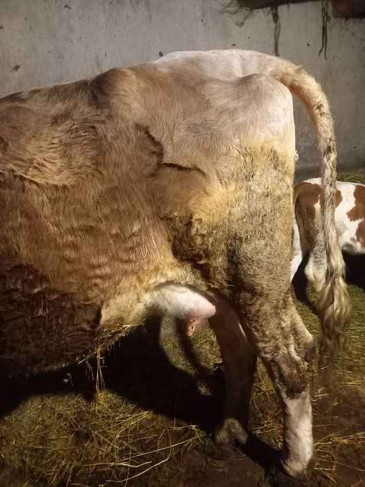 Vând vaca la prima fătare talie mare bruma de Maramureș