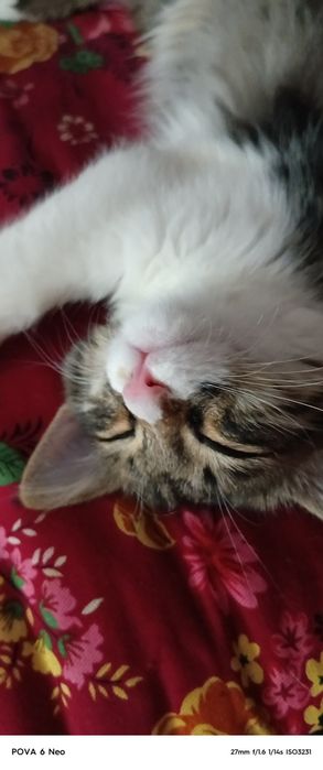 Кошка  красивая породистая 4 мес