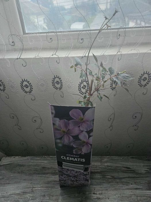Градински Клематиси 3 цвята