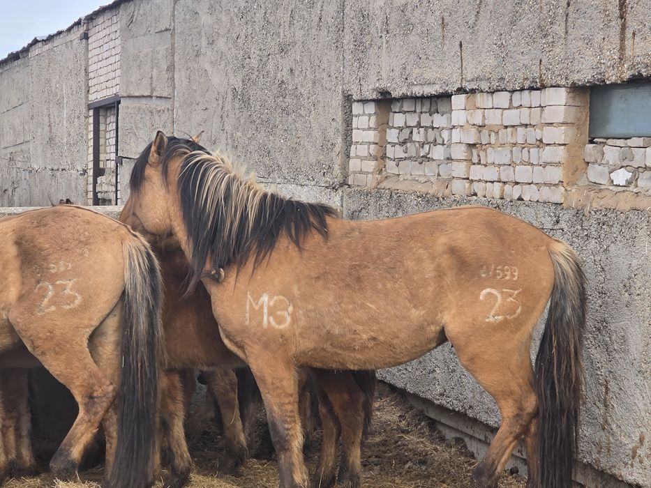 Мұғалжар тұқымы Құнандар сатамын