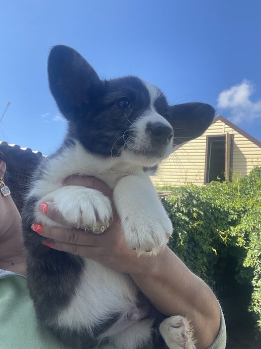 Вельш корги кардиган