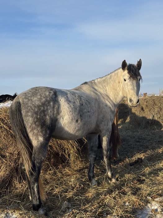 7 жасар айғыр сатам