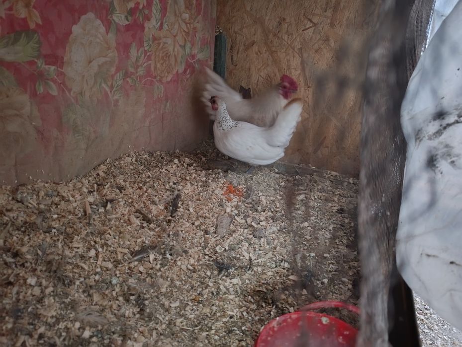 Бентамки карликовые пара