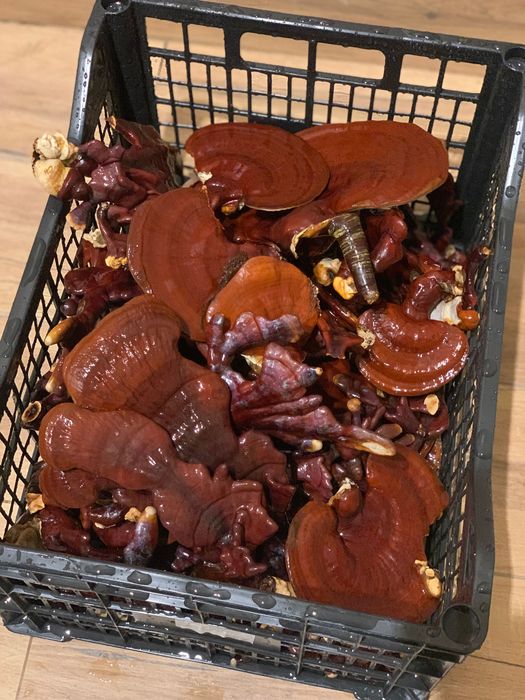 Ganoderma Lucidum (Reishi)  - ciuperca nemuririi