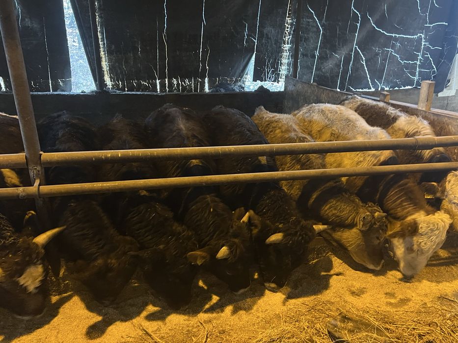 Vand lot de 23 taurasi,masculi