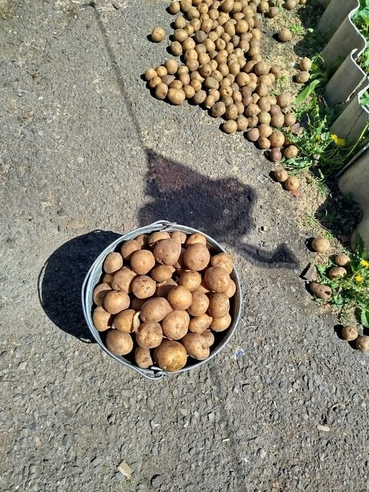 Продам семеной картофель