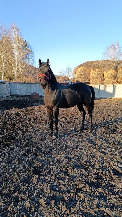 Продам американский жеребец