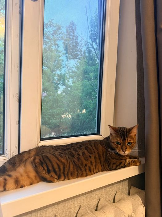 Бенгальская кошка