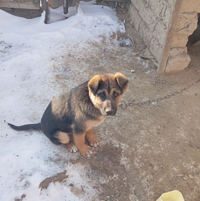 Продам Немецкий овчарка