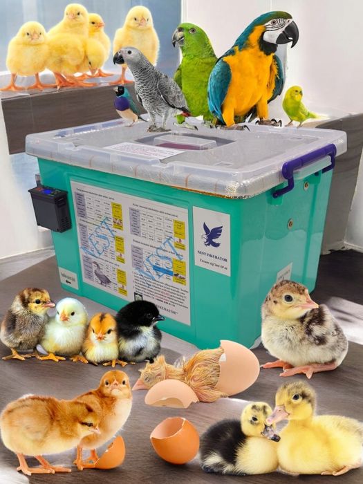 Nest   Inkubator
